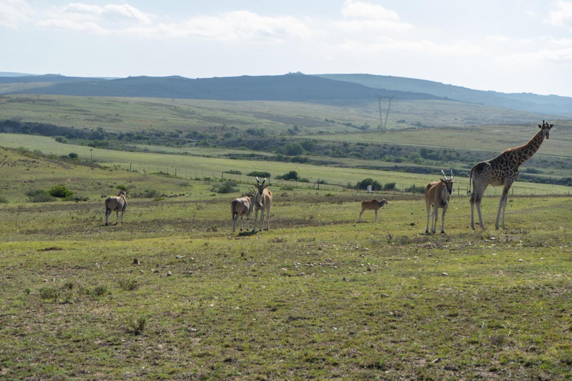Hartenbos Private Game Lodge Экстерьер фото