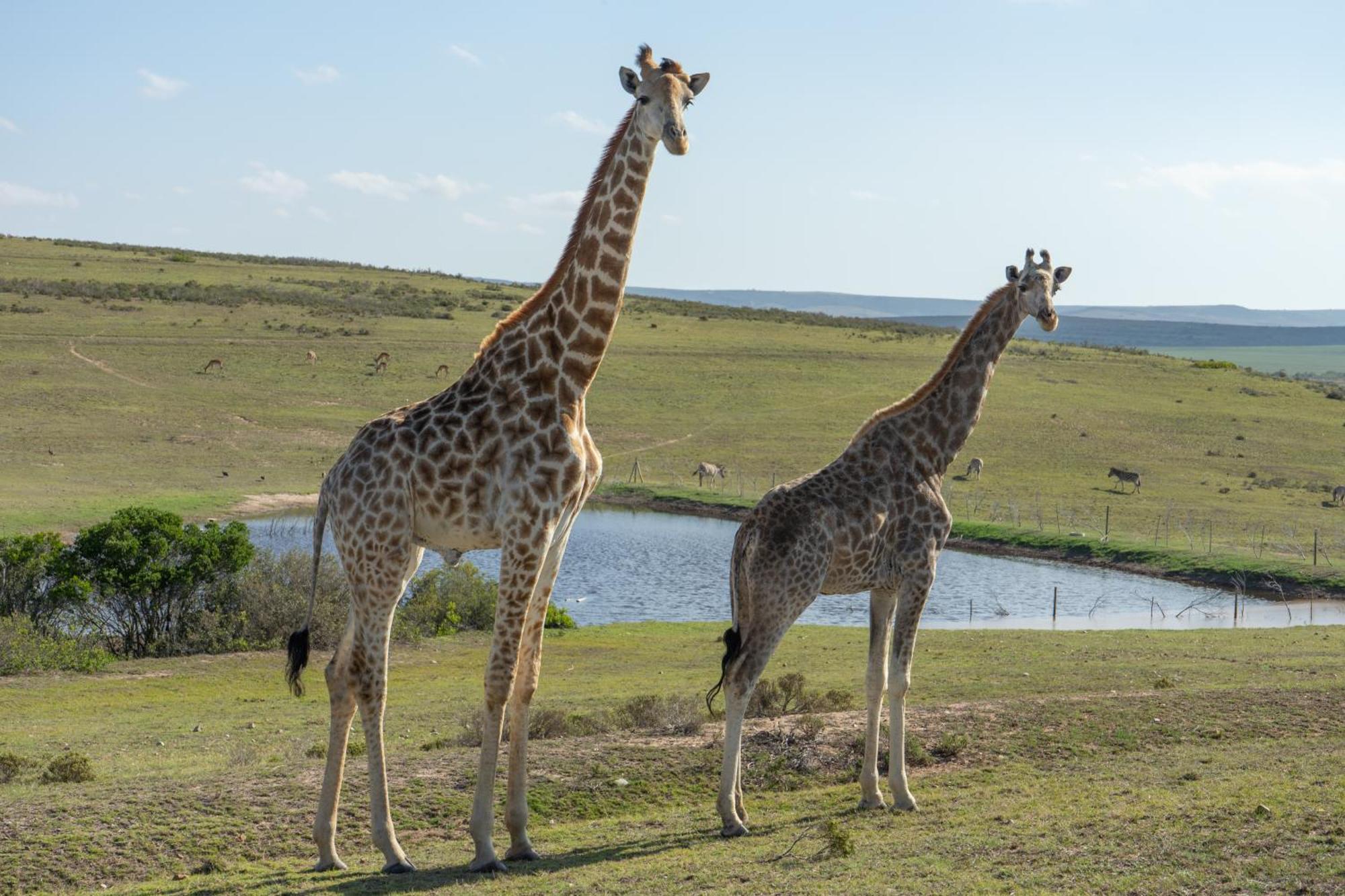 Hartenbos Private Game Lodge Экстерьер фото