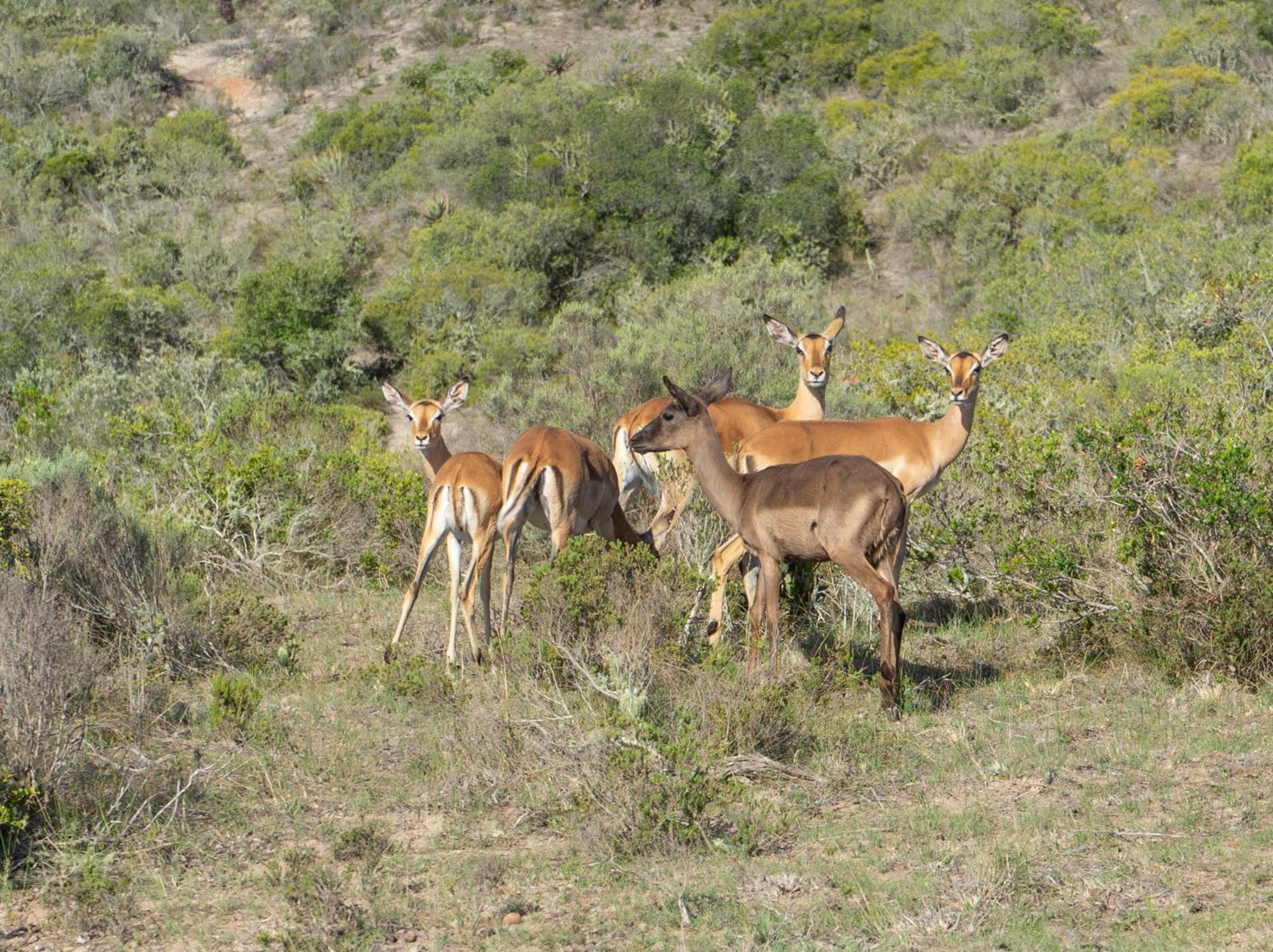 Hartenbos Private Game Lodge Экстерьер фото