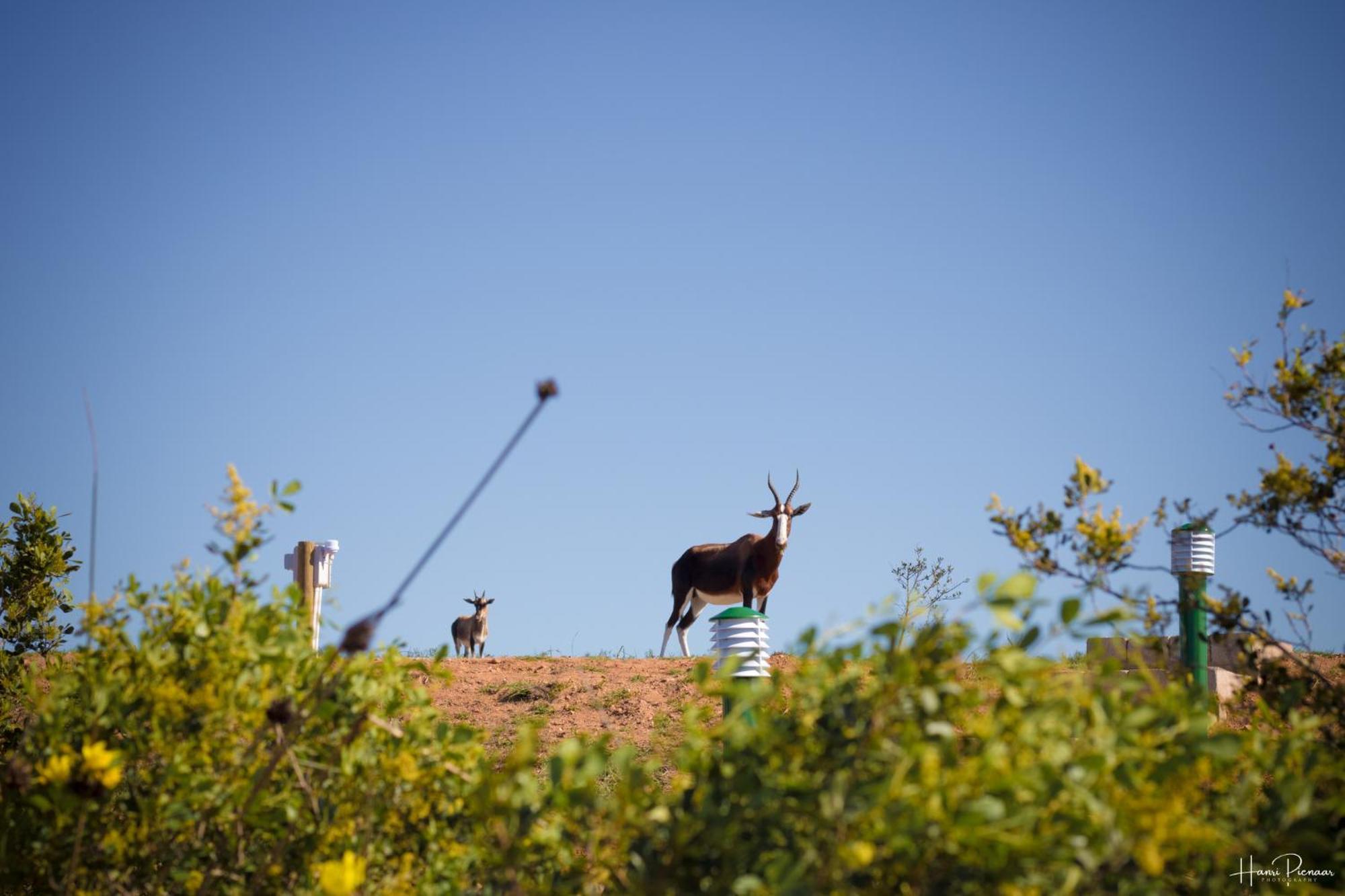 Hartenbos Private Game Lodge Экстерьер фото