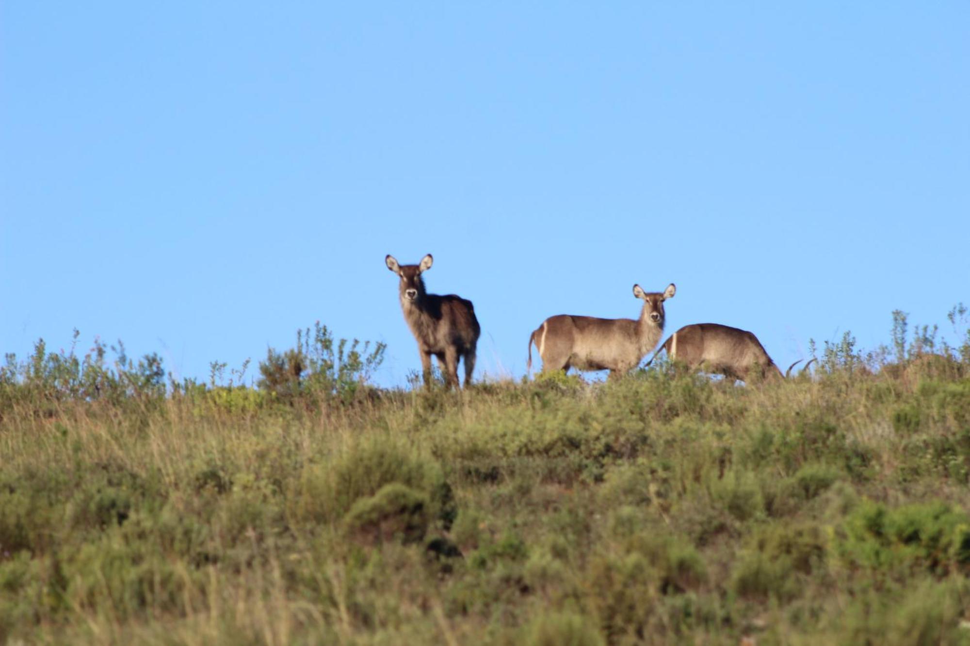 Hartenbos Private Game Lodge Экстерьер фото