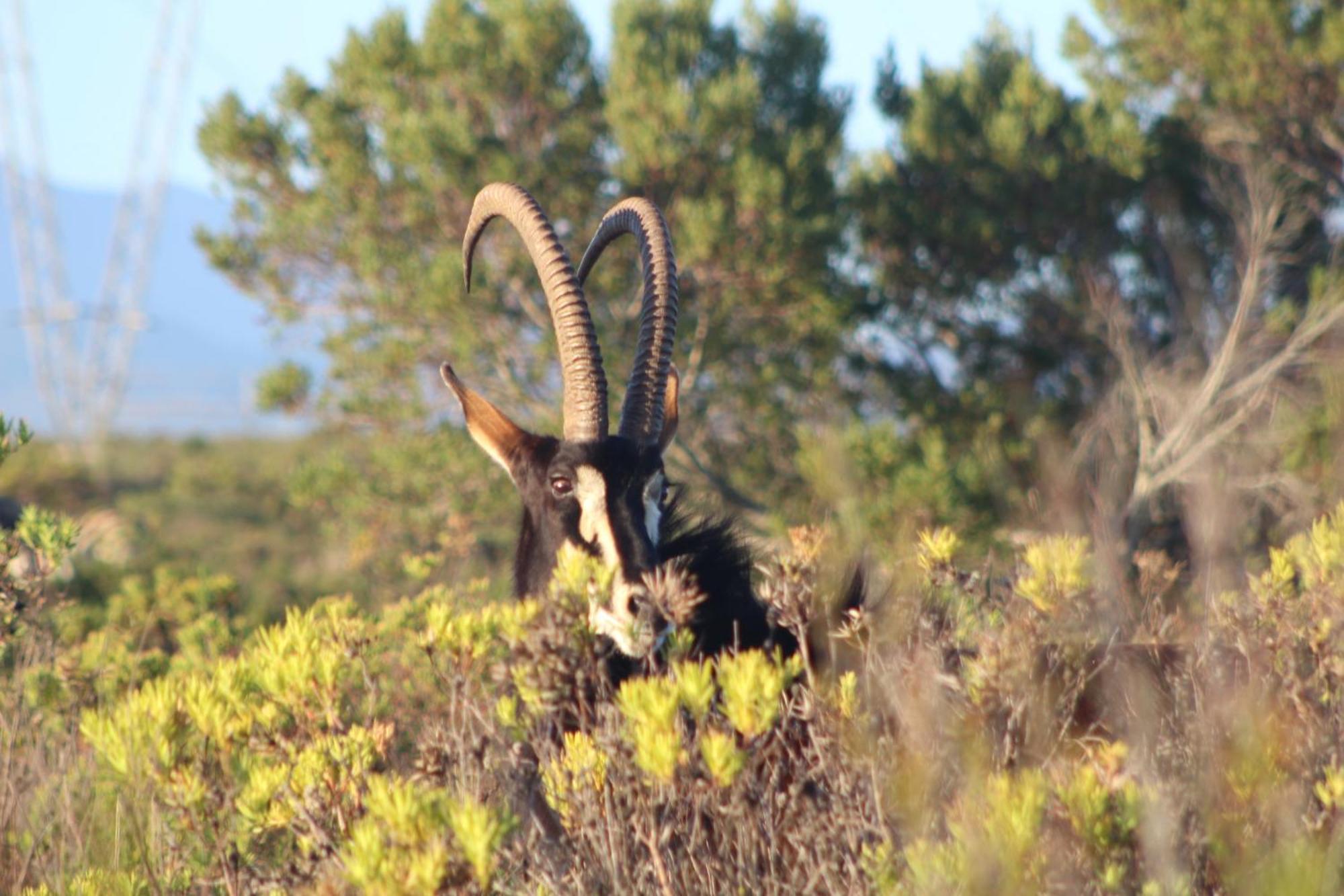 Hartenbos Private Game Lodge Экстерьер фото