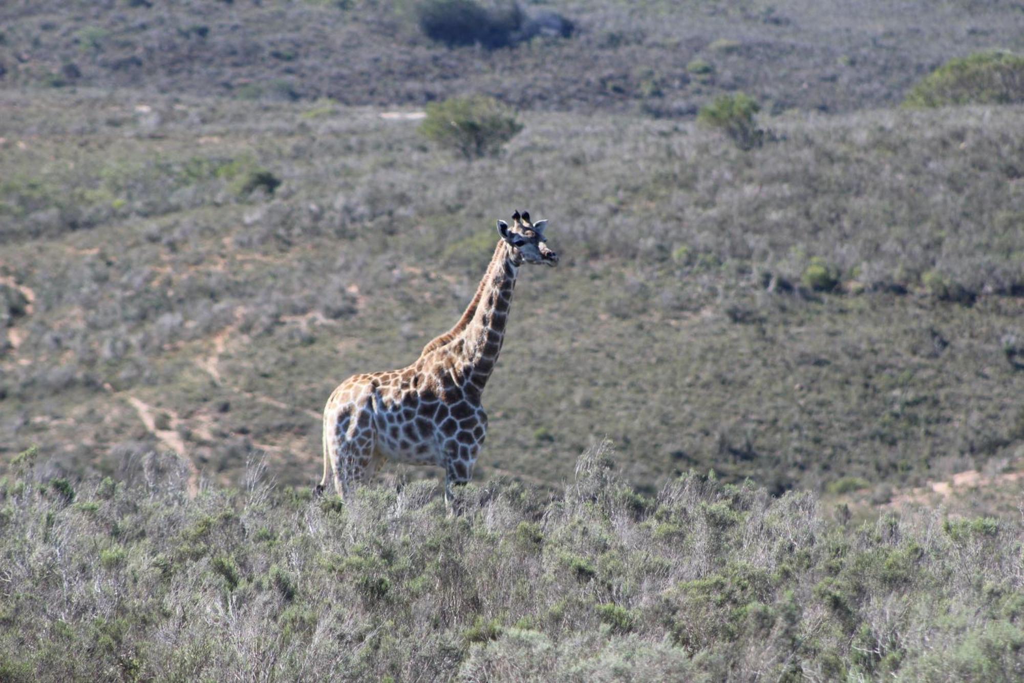 Hartenbos Private Game Lodge Экстерьер фото